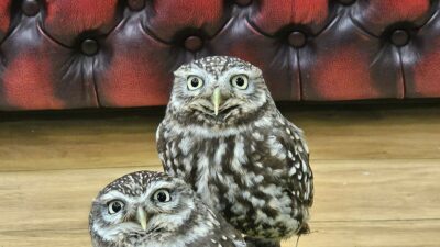 A photograph of Icons Tattoos and Owl Garden Cafe in Hinckley