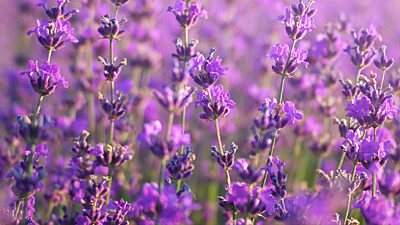 A photograph of Penny Price Aromatherapy in Hinckley