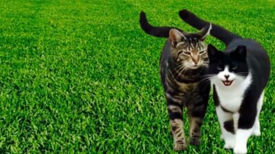 A photograph of Redgate Farm Animal Sanctuary - Charity Shop in Hinckley