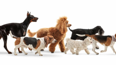 Banner photo to represent dog-friendly businesses in Hinckley